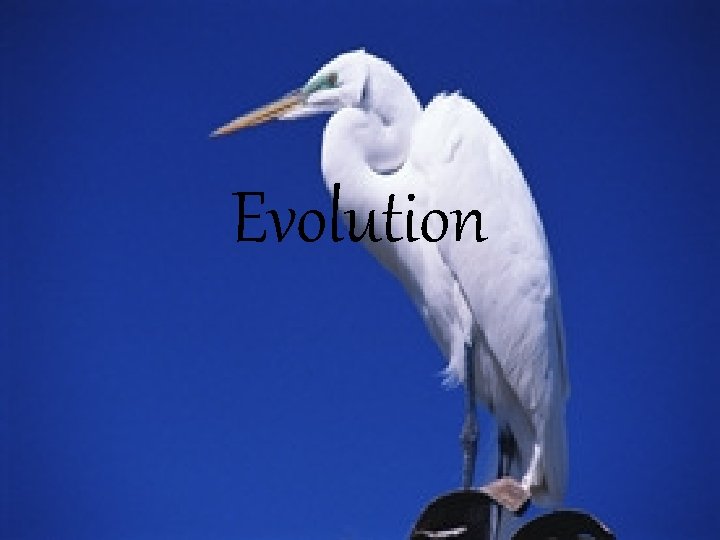 Evolution Evolution