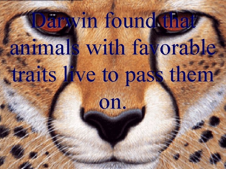 Darwin found that animals with favorable traits live to pass them on. Darwin found that animals with favorable traits live to pass them on.