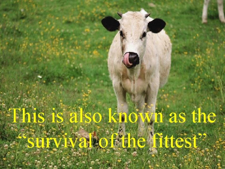 This is also known as the “survival of the fittest” This is also known as the “survival of the fittest”