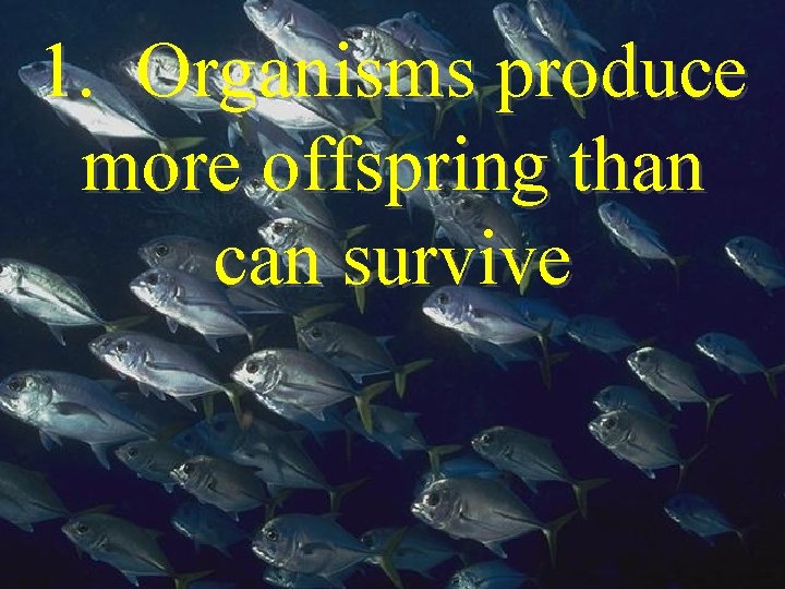 1. Organisms produce more offspring than can survive 1. Organisms produce more offspring than can survive