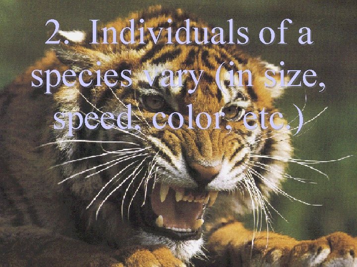 2. Individuals of a species vary (in size, speed, color, etc. ) 2. Individuals of a species vary (in size, speed, color, etc. )