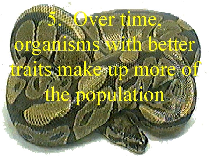 5. Over time, organisms with better traits make up more of the population 5. Over time, organisms with better traits make up more of the population