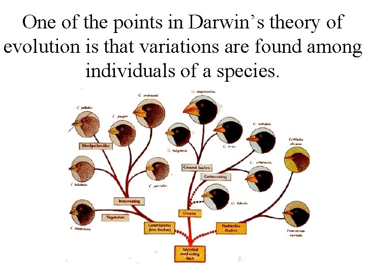 One of the points in Darwin’s theory of evolution is that variations are found One of the points in Darwin’s theory of evolution is that variations are found