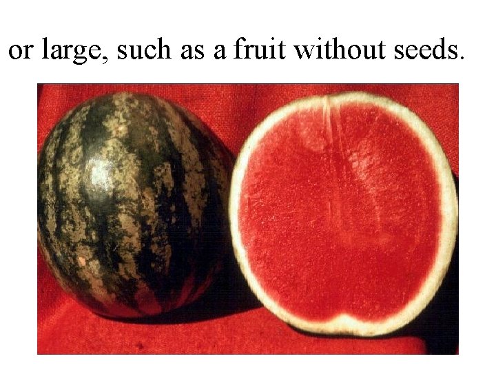 or large, such as a fruit without seeds. or large, such as a fruit without seeds.