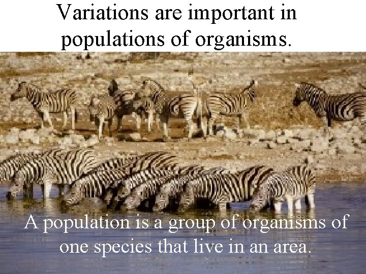 Variations are important in populations of organisms. A population is a group of organisms Variations are important in populations of organisms. A population is a group of organisms