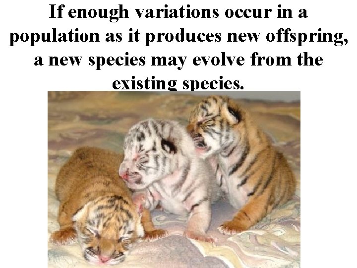 If enough variations occur in a population as it produces new offspring, a new If enough variations occur in a population as it produces new offspring, a new
