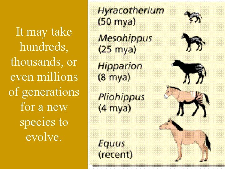 It may take hundreds, thousands, or even millions of generations for a new species It may take hundreds, thousands, or even millions of generations for a new species