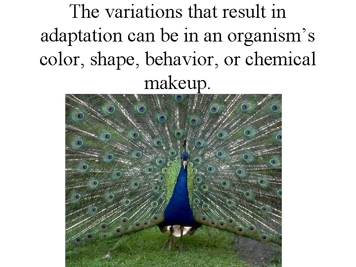 The variations that result in adaptation can be in an organism’s color, shape, behavior, The variations that result in adaptation can be in an organism’s color, shape, behavior,