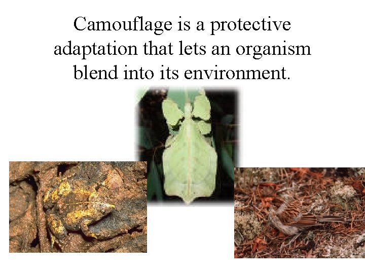 Camouflage is a protective adaptation that lets an organism blend into its environment. Camouflage is a protective adaptation that lets an organism blend into its environment.