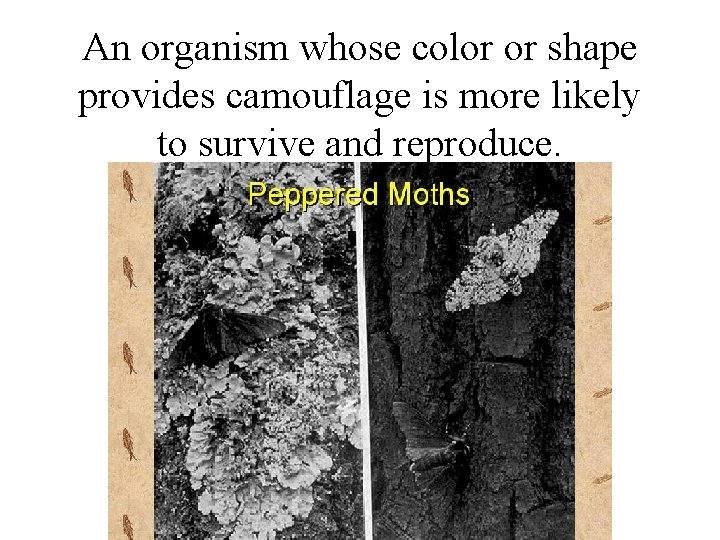 An organism whose color or shape provides camouflage is more likely to survive and An organism whose color or shape provides camouflage is more likely to survive and