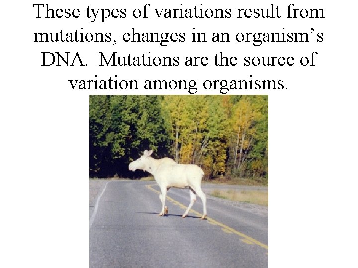 These types of variations result from mutations, changes in an organism’s DNA. Mutations are These types of variations result from mutations, changes in an organism’s DNA. Mutations are