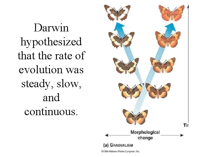 Darwin hypothesized that the rate of evolution was steady, slow, and continuous. Darwin hypothesized that the rate of evolution was steady, slow, and continuous.