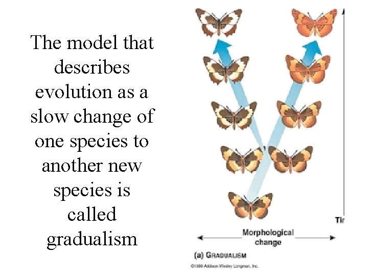 The model that describes evolution as a slow change of one species to another The model that describes evolution as a slow change of one species to another