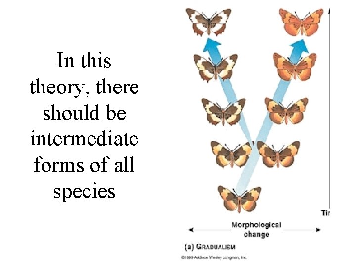 In this theory, there should be intermediate forms of all species In this theory, there should be intermediate forms of all species