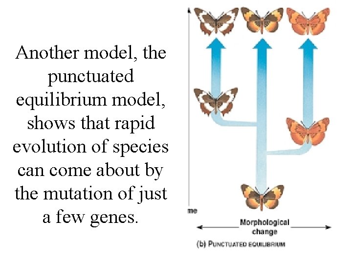 Another model, the punctuated equilibrium model, shows that rapid evolution of species can come Another model, the punctuated equilibrium model, shows that rapid evolution of species can come