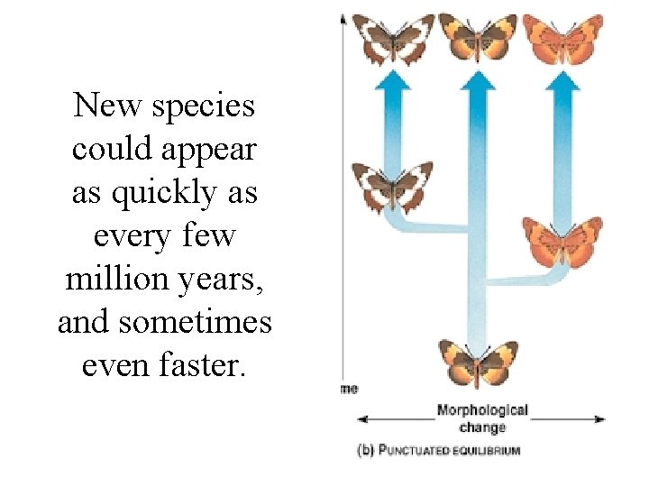 New species could appear as quickly as every few million years, and sometimes even New species could appear as quickly as every few million years, and sometimes even