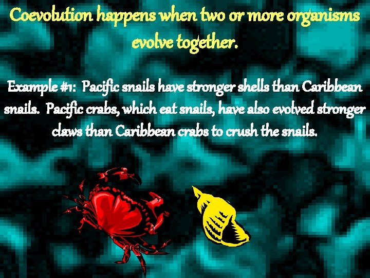 Coevolution happens when two or more organisms evolve together. Example #1: Pacific snails have Coevolution happens when two or more organisms evolve together. Example #1: Pacific snails have