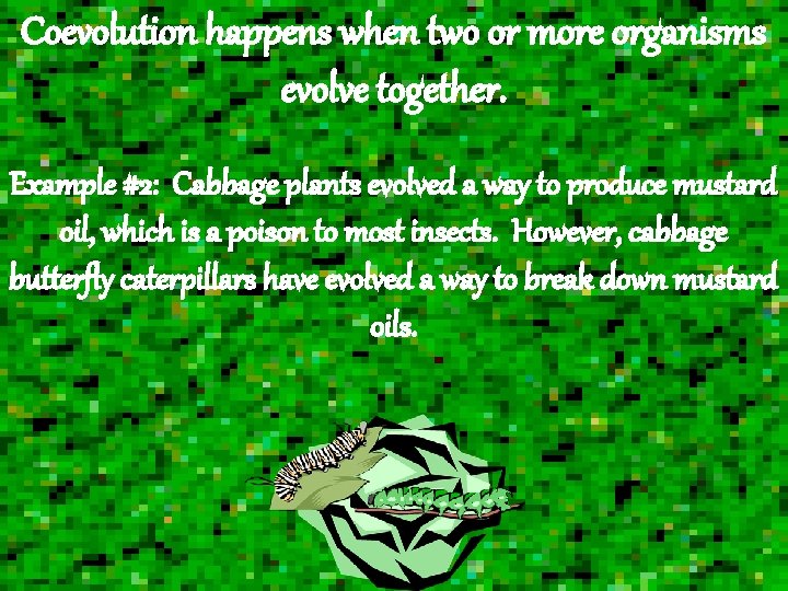 Coevolution happens when two or more organisms evolve together. Example #2: Cabbage plants evolved Coevolution happens when two or more organisms evolve together. Example #2: Cabbage plants evolved