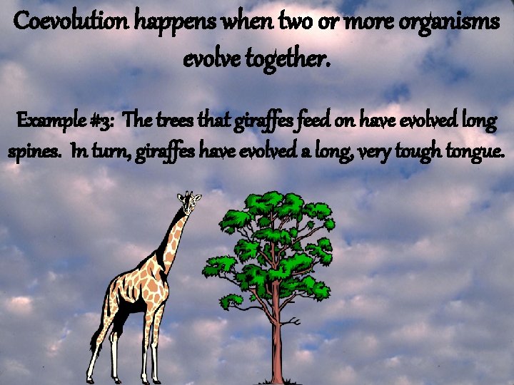 Coevolution happens when two or more organisms evolve together. Example #3: The trees that Coevolution happens when two or more organisms evolve together. Example #3: The trees that