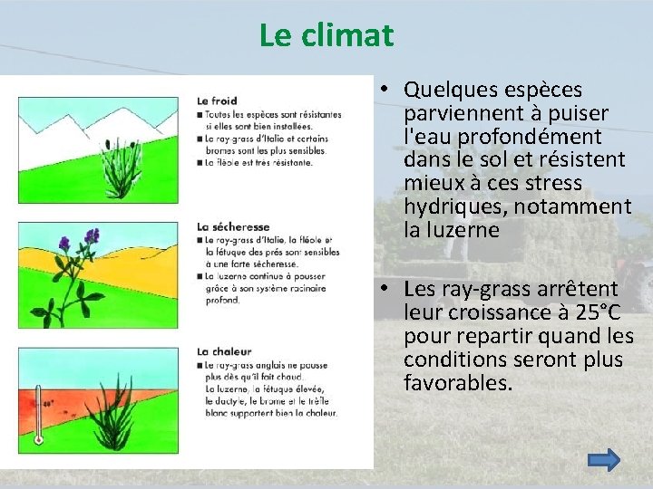 Le climat • Quelques espèces parviennent à puiser l'eau profondément dans le sol et