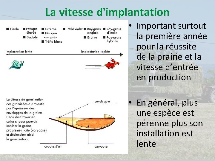 La vitesse d'implantation • Important surtout la première année pour la réussite de la