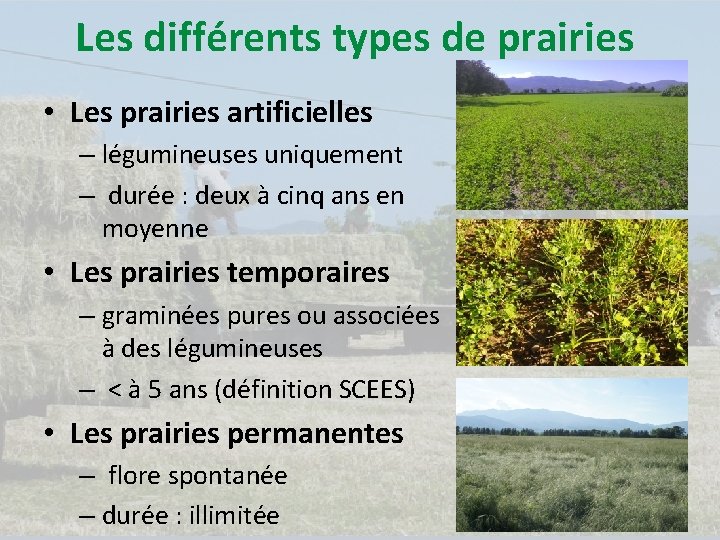 Les différents types de prairies • Les prairies artificielles – légumineuses uniquement – durée