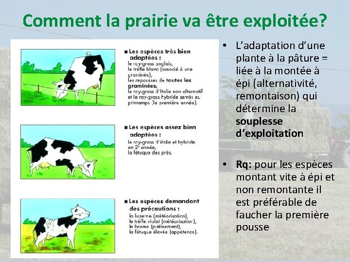 Comment la prairie va être exploitée? • L’adaptation d’une plante à la pâture =