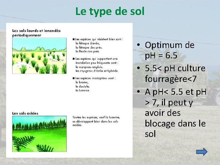 Le type de sol • Optimum de p. H = 6. 5 • 5.