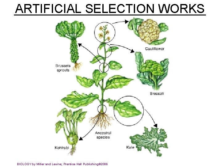 ______________ ARTIFICIAL SELECTION WORKS BIOLOGY by Miller and Levine; Prentice Hall Publishing© 2006 