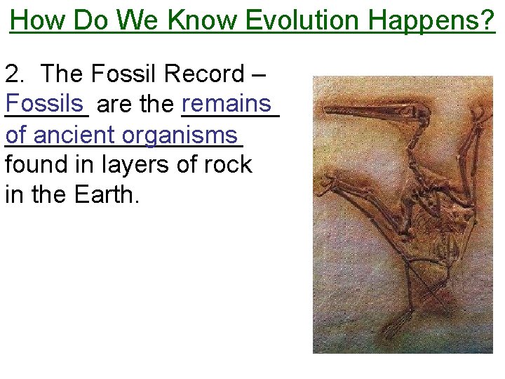 How Do We Know Evolution Happens? 2. The Fossil Record – Fossils remains ______