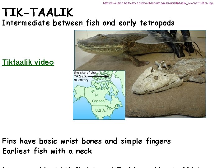 TIK-TAALIK http: //evolution. berkeley. edu/evolibrary/images/news/tiktaalik_reconstruction. jpg Intermediate between fish and early tetrapods Tiktaalik video