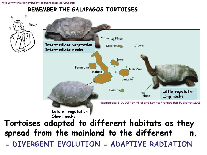 http: //www. newtonswindow. com/problem-solving. htm REMEMBER THE GALAPAGOS TORTOISES Intermediate vegetation Intermediate necks Little