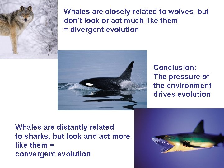 Whales are closely related to wolves, but don’t look or act much like them