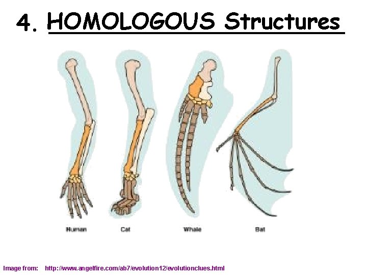 Structures 4. HOMOLOGOUS ___________ Image from: http: //www. angelfire. com/ab 7/evolution 12/evolutionclues. html 