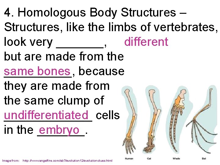 4. Homologous Body Structures – Structures, like the limbs of vertebrates, look very _______,