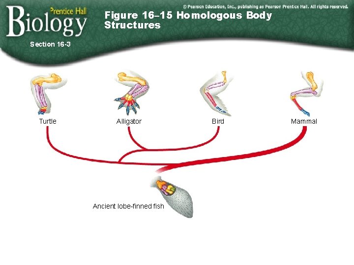 Figure 16– 15 Homologous Body Structures Section 16 -3 Turtle Alligator Ancient lobe-finned fish