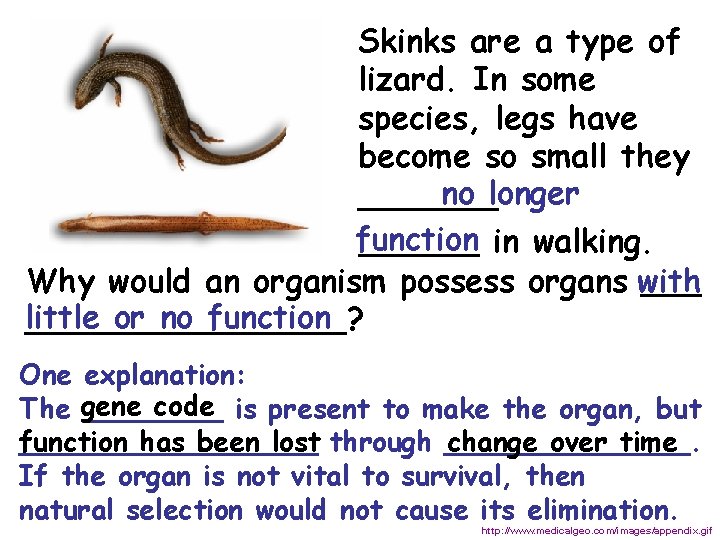  Skinks are a type of lizard. In some species, legs have become so