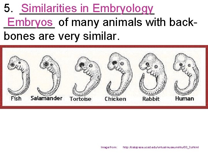 5. ___________ Similarities in Embryology Embryos ____ of many animals with backbones are very