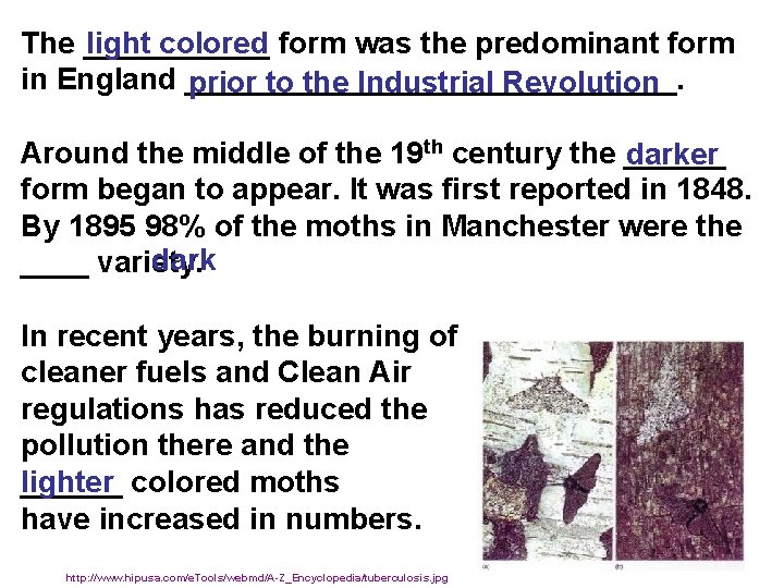 light colored The ______ form was the predominant form in England _______________. prior to