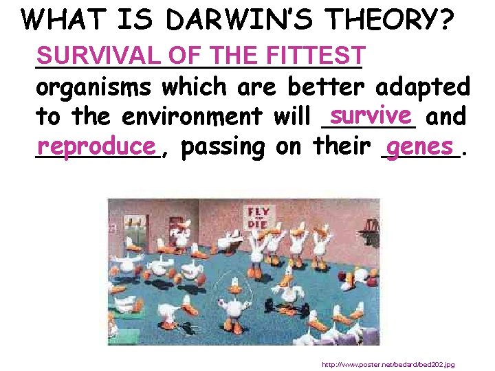 WHAT IS DARWIN’S THEORY? SURVIVAL OF THE FITTEST ___________ organisms which are better adapted