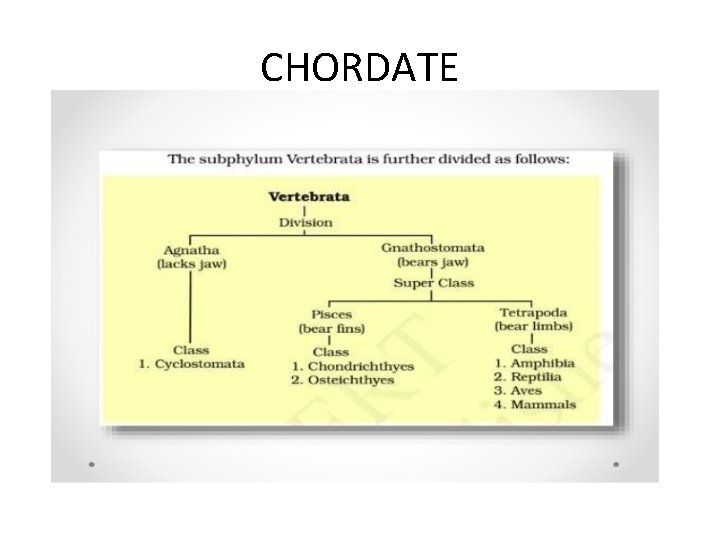 CHORDATE 