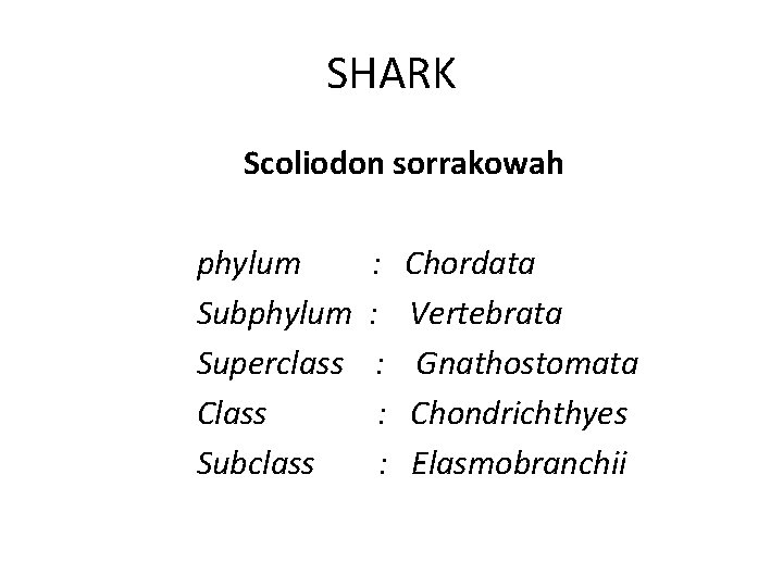 SHARK Scoliodon sorrakowah phylum Subphylum Superclass Class Subclass : : : Chordata Vertebrata Gnathostomata