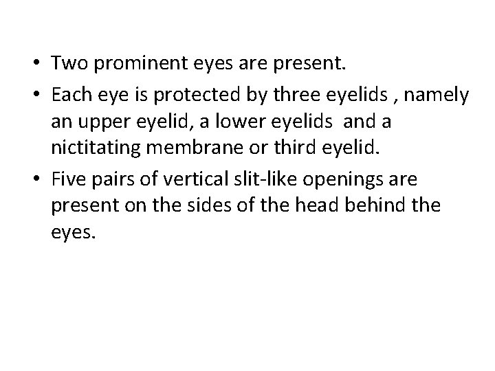  • Two prominent eyes are present. • Each eye is protected by three