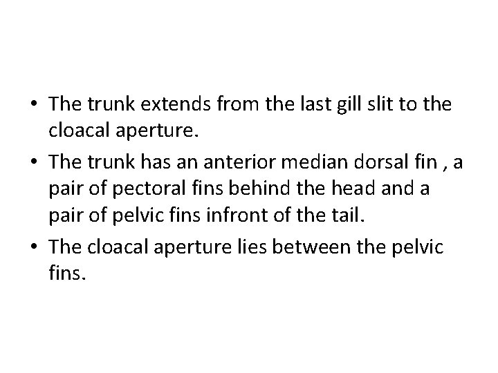  • The trunk extends from the last gill slit to the cloacal aperture.