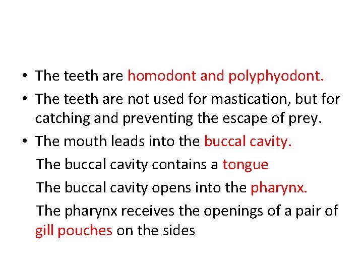  • The teeth are homodont and polyphyodont. • The teeth are not used