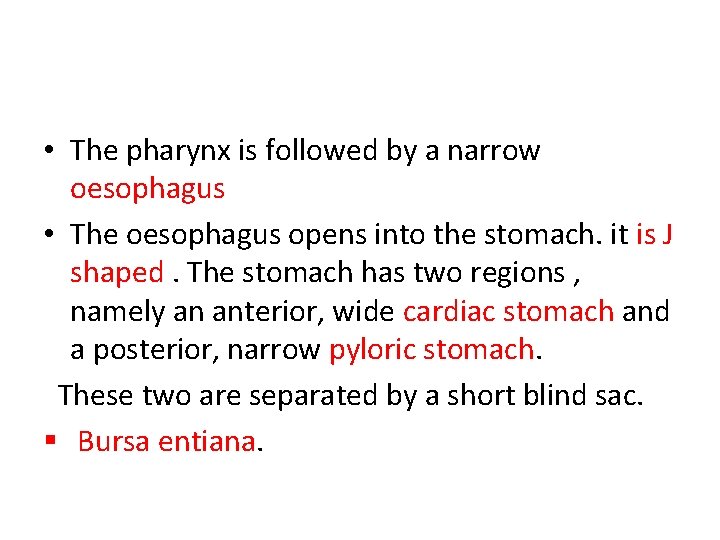  • The pharynx is followed by a narrow oesophagus • The oesophagus opens