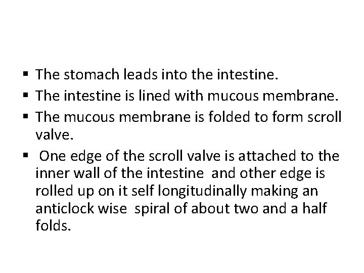 § The stomach leads into the intestine. § The intestine is lined with mucous