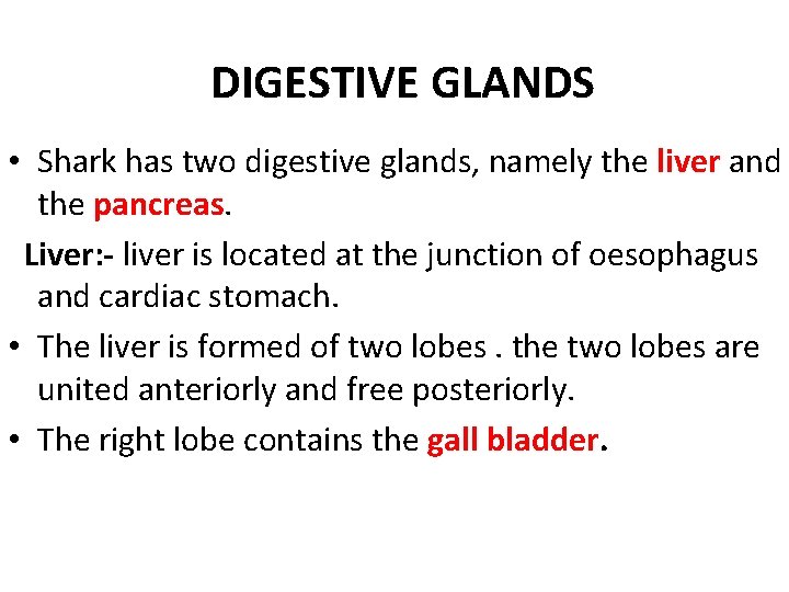 DIGESTIVE GLANDS • Shark has two digestive glands, namely the liver and the pancreas.