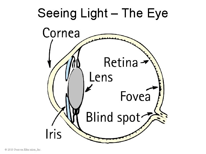 Seeing Light – The Eye © 2010 Pearson Education, Inc. 