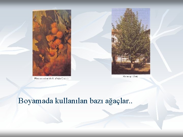 Boyamada kullanılan bazı ağaçlar. . Boyamada kullanılan bazı ağaçlar. .